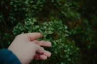 Zo herken je eetbare wilde planten in Nederland