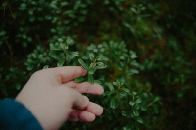 Zo herken je eetbare wilde planten in Nederland