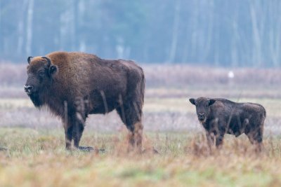 Steeds meer reizigers boeken nu een rewilding vakantie